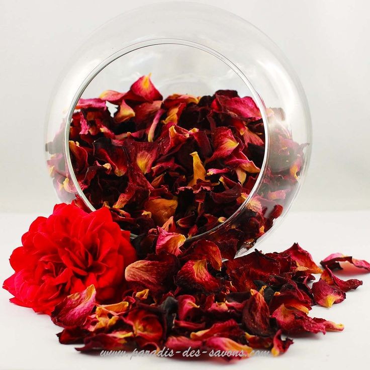 Fleurs d'hibiscus