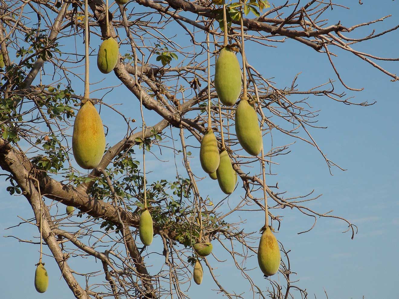Poudre de Baobab