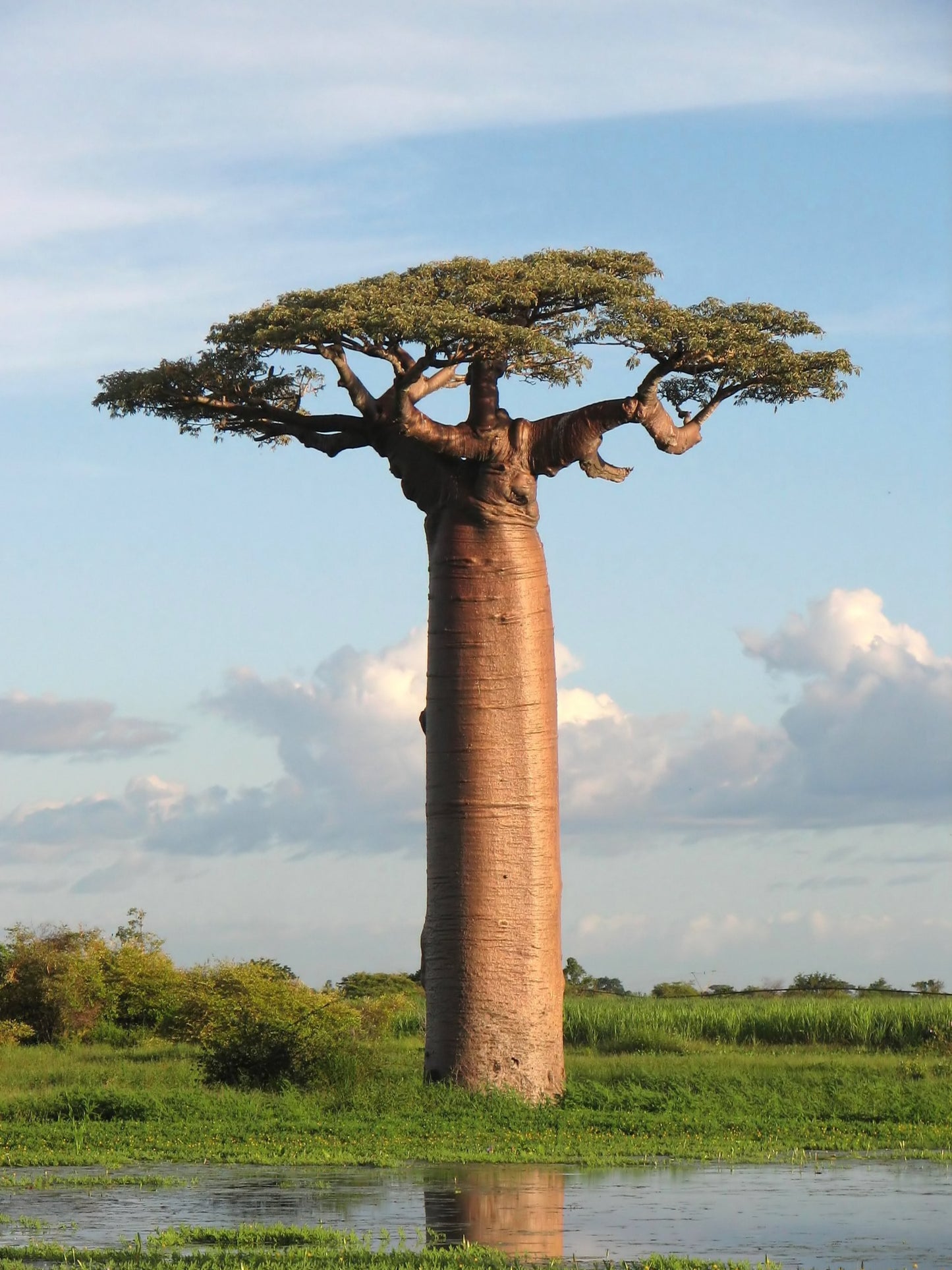 Poudre de Baobab
